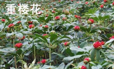 《腾冲市“一县一业”中草药产业发展项目》可行性研究报告