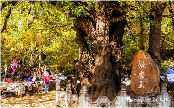 腾冲银杏村景区国家4A级旅游景区创建与申报